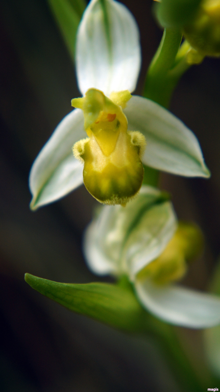 Ophrys apifera